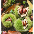 fresh Chinese chestnuts